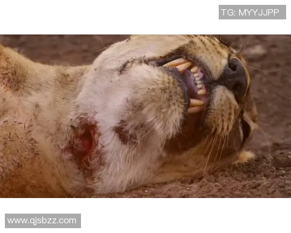 加尔斯的传奇旅程探索与挑战的交织与成长之路