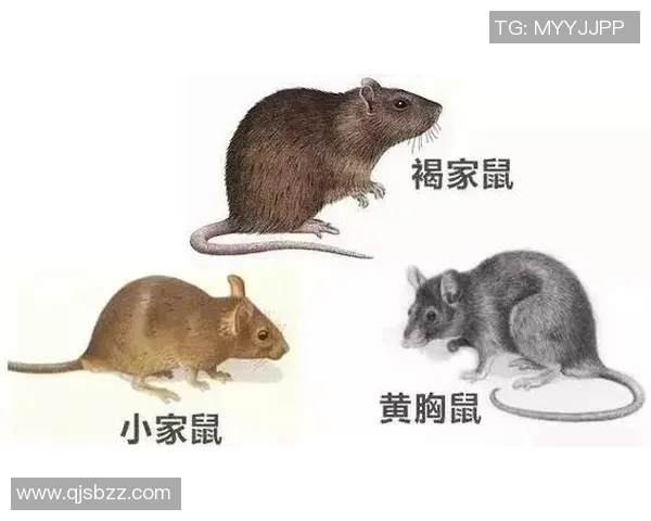 揭秘白老鼠的秘密图谱与科学研究的深度探索